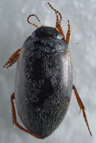 Hydroporus planus